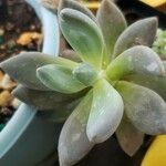 Pachyphytum kimnachii Leaf