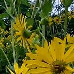 Silphium integrifolium 花