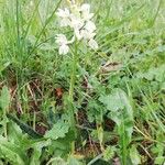 Orchis provincialis Flor