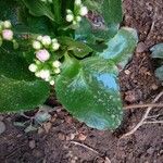 Kalanchoe blossfeldiana 葉