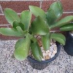 Cotyledon orbiculata برگ