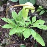 Arisaema dracontium পাতা