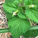 Croton hirtus Blad