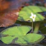 Nymphoides indica 叶