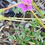 Erodium laciniatum 花