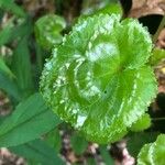 Galax urceolata Leaf