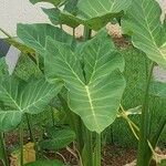 Alocasia odora Levél