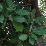 Corynocarpus laevigatus Folha