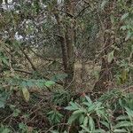 Cornus capitata Bark