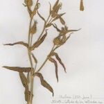 Silene conoidea Alkat (teljes növény)