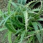 Dyckia encholirioides Hoja