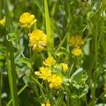 Trifolium patens Anders