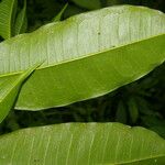 Clarisia racemosa List