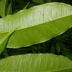 Clarisia racemosa Leaf