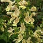 Salvia glutinosa Flower