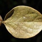 Monimia rotundifolia Leaf