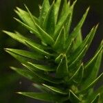 Araucaria angustifolia Hoja