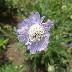 Scabiosa caucasica Flower