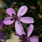 Erodium primulaceum Flower