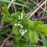 Comandra umbellata Flower