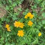 Trollius chinensis പുഷ്പം