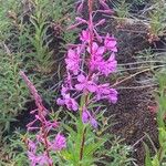 Epilobium angustifoliumFlower