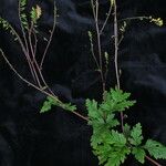 Corydalis chaerophylla Hábito