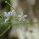 Saxifraga cuneifolia Kvet