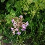 Lactuca alpina Flor