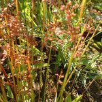 Juncus usitatus Habitatea
