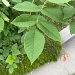 Fraxinus americana Leaf