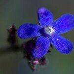 Anchusa officinalisFlor