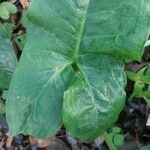 Arum dioscoridis Blatt