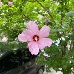 Hibiscus syriacus Blodyn