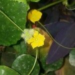 Cucumis melo Flower