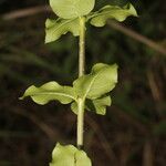 Rauvolfia ligustrina Leaf