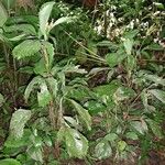 Reinhardtia simplex 整株植物