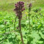 Cicerbita alpina Flower