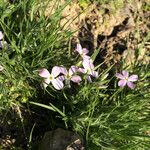 Phlox longifolia Costuma