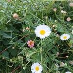 Erigeron karvinskianusFiore