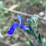 Salvia chamaedryoides Цвят