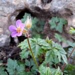 Geranium purpureumVirág