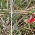 Lathyrus cicera Foglia