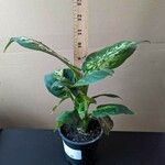 Dieffenbachia seguine Hostoa