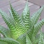 Haworthia limifolia Leaf