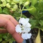 Clarkia unguiculata Flor