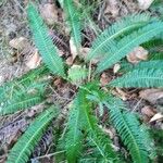 Blechnum spicant Листок