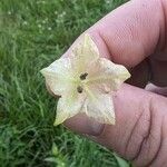 Mirabilis albida Floare