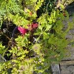 Rubus rosifolius Foglia