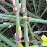 Jasminum nudiflorum Bark